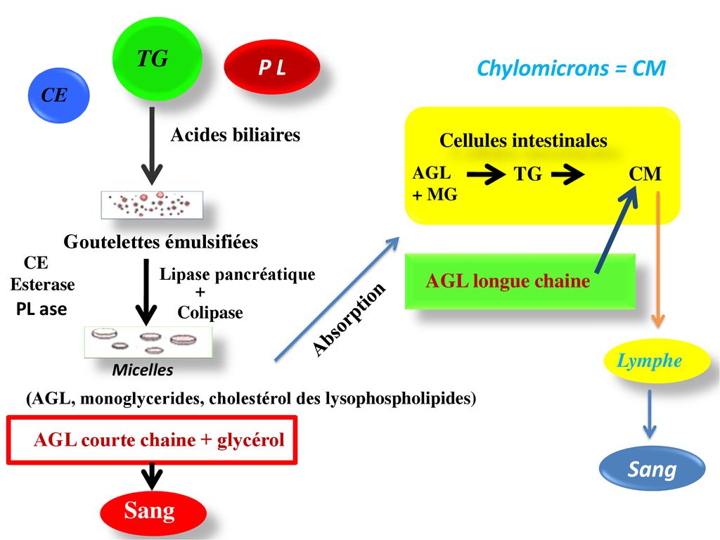 BIOCHIMIE METABOLIQUE CHAPITRE VI METABOLISME DES LIPIDES ppt